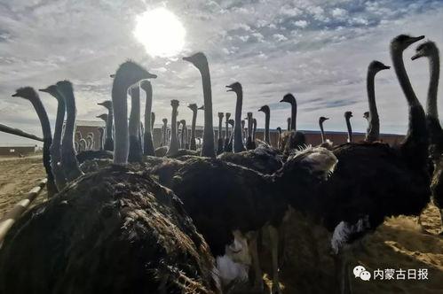 老炮儿 鸵鸟背景音乐,探寻电影背后的鸵鸟音乐故事