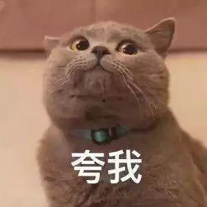 网红小猫表情包